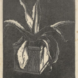Albert Banska - Agave