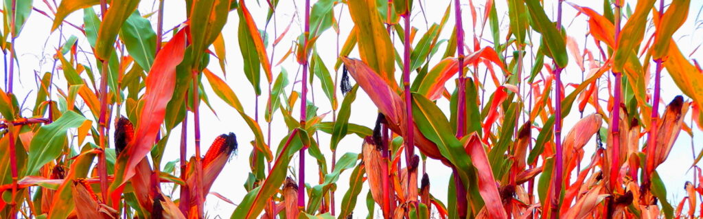 Hanne Voltmer-Döbrich